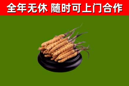 柳林回收冬虫夏草