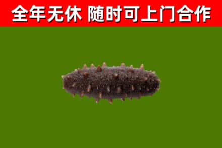 柳林回收海参干